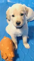 Eleanor , a male German Shepherd Dog and Golden Retriever for sale in Moore, SC – 1 of 2