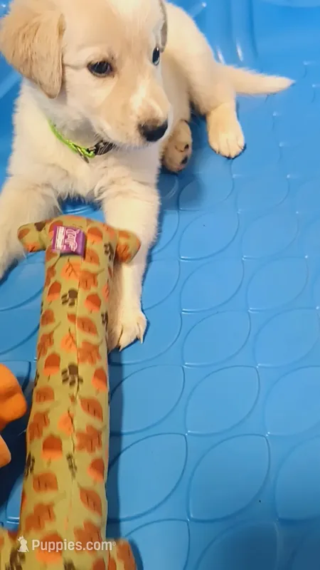 Myles  – German Shepherd Dog, Golden Retriever puppy for sale in Spartanburg, SC
