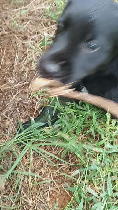 Nuke, a male German Shepherd Dog and Golden Retriever for sale in Spartanburg, SC – 5 of 8
