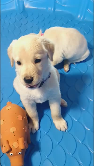 Eleanor , a male German Shepherd Dog and Golden Retriever for sale in Moore, SC – 2 of 2