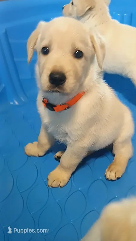 Swinney  – German Shepherd Dog, Golden Retriever puppy for sale in Moore, SC