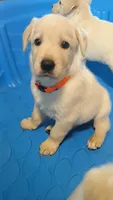 Swinney , a male German Shepherd Dog and Golden Retriever for sale in Moore, SC – 2 of 4
