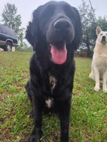 Dolly , a male German Shepherd Dog and Golden Retriever for sale in Spartanburg, SC – 4 of 4