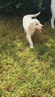 Molly , a female German Shepherd Dog and Golden Retriever for sale in Spartanburg, SC – 6 of 9
