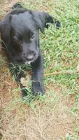 Nuke, a male German Shepherd Dog and Golden Retriever for sale in Spartanburg, SC – 3 of 8