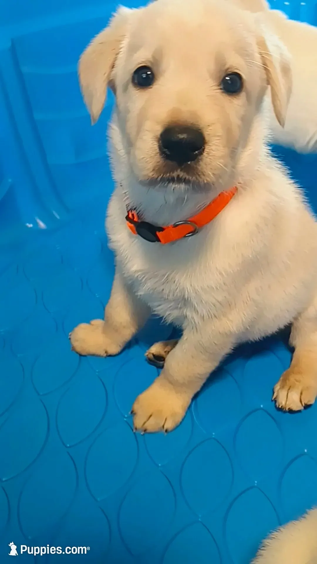 Swinney , a male German Shepherd Dog and Golden Retriever for sale in Spartanburg, SC – 2 of 6