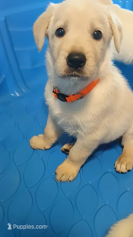 Swinney  – German Shepherd Dog, Golden Retriever puppy for sale in Moore, SC
