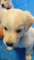 Hamilton , a male German Shepherd Dog and Golden Retriever for sale in Moore, SC – 2 of 3