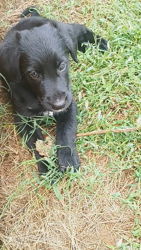 Nuke – German Shepherd Dog, Golden Retriever puppy for sale in Spartanburg, SC