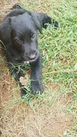 Nuke, a male German Shepherd Dog and Golden Retriever for sale in Spartanburg, SC – 1 of 8
