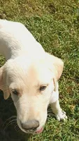 Molly , a female German Shepherd Dog and Golden Retriever for sale in Spartanburg, SC – 7 of 9