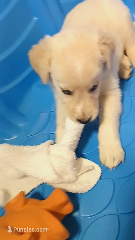 Theo – German Shepherd Dog, Golden Retriever puppy on hold in Moore, SC