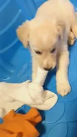 Theo, a male German Shepherd Dog and Golden Retriever for sale in Moore, SC – 1 of 2