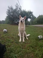 Nuke, a male German Shepherd Dog and Golden Retriever for sale in Spartanburg, SC – 8 of 8