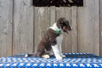 Tri Male (Green), a male Border Collie for sale in Baird, TX – 3 of 5