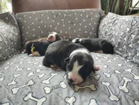 Purple, a female Border Collie for sale in Baird, TX – Photo 3 of 6