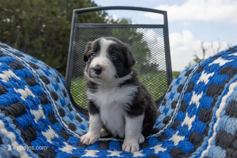 Female 3 (Purple) – Border Collie puppy for sale in Baird, TX