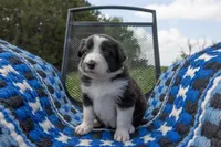 Female 3 (Purple), a female Border Collie for sale in Baird, TX – Photo 1 of 6