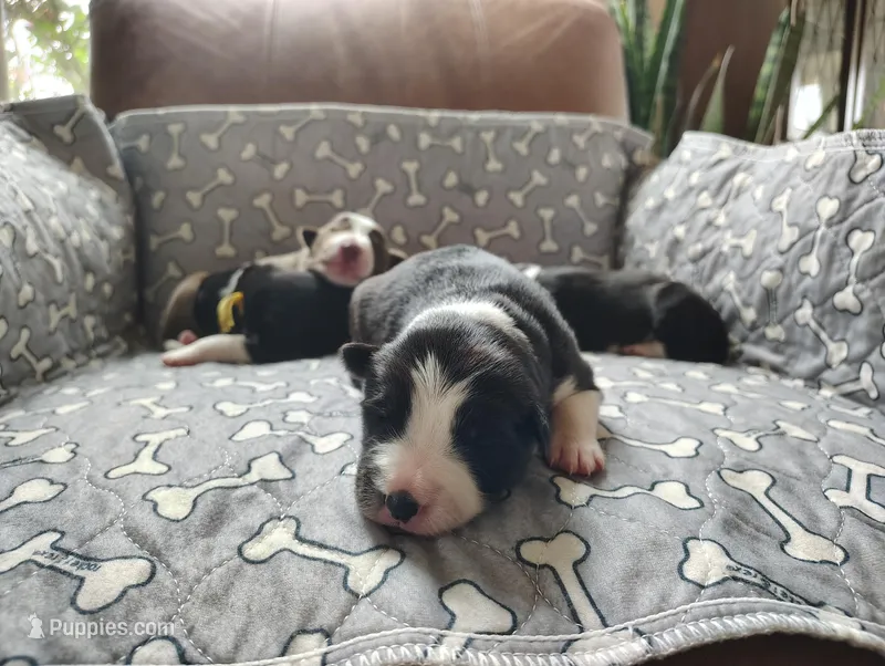 Purple – Border Collie puppy for sale in Baird, TX