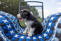 Female 3 (Purple), a female Border Collie for sale in Baird, TX – Photo 2 of 6