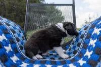 Female 3 (Purple), a female Border Collie for sale in Baird, TX – Photo 3 of 6