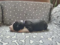 Purple, a female Border Collie for sale in Baird, TX – Photo 2 of 6