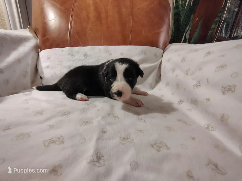 Purple – Border Collie puppy for sale in Baird, TX