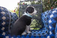 Turquoise, a female Border Collie for sale in Baird, TX – 3 of 6