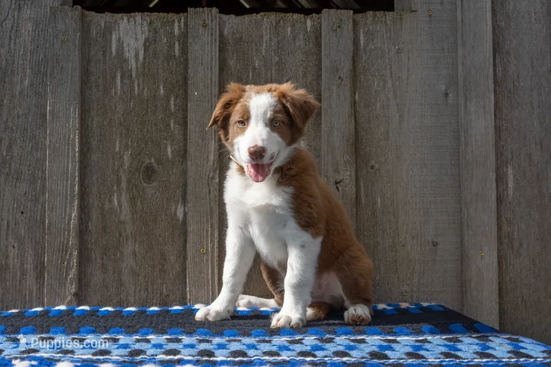 Red and White Male – Border Collie puppy for sale in Baird, TX