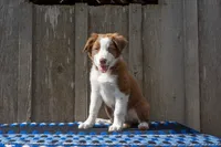 Red and White Male, a male Border Collie for sale in Baird, TX – 1 of 7