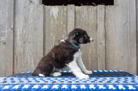 Tri Male 2 (Light Blue), a male Border Collie for sale in Baird, TX – 2 of 6