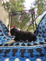 Tri Female 2 (Pink), a female Border Collie for sale in Baird, TX – Photo 2 of 6