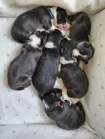 Tri Female 2 (Pink), a female Border Collie for sale in Baird, TX – Photo 6 of 6