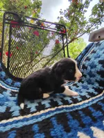 Tri Female 2 (Pink), a female Border Collie for sale in Baird, TX – Photo 3 of 6