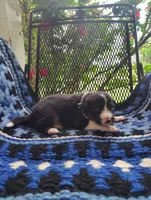 Tri Male 1 (Green), a male Border Collie for sale in Baird, TX – Photo 2 of 5