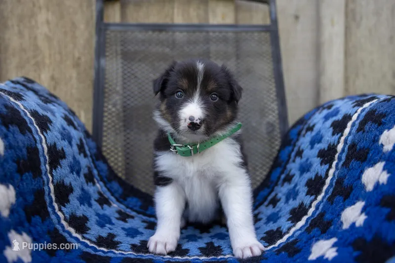 Tri Male 1 (Green) – Border Collie puppy for sale in Baird, TX