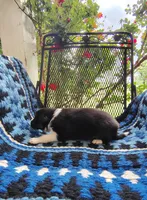 Tri Male 1 (Green), a male Border Collie for sale in Baird, TX – Photo 3 of 5