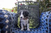 Lavender (Black and White Female), a female Border Collie for sale in Baird, TX – 3 of 6