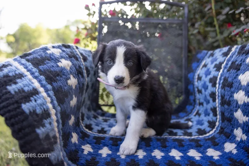 Lavender (Black and White Female) – Border Collie puppy on hold in Baird, TX
