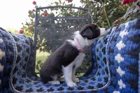 Lavender (Black and White Female), a female Border Collie for sale in Baird, TX – 2 of 6