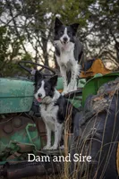Lavender (Black and White Female), a female Border Collie for sale in Baird, TX – 4 of 6