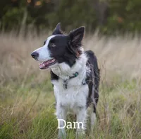 Lavender (Black and White Female), a female Border Collie for sale in Baird, TX – 5 of 6