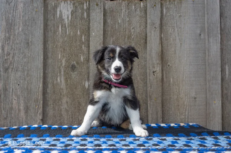 Tri Female 2 (Pink) – Border Collie puppy for sale in Baird, TX