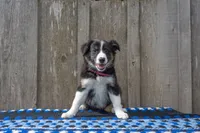 Tri Female 2 (Pink), a female Border Collie for sale in Baird, TX – 1 of 6