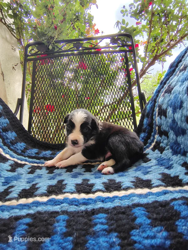 Male 3 (Dark Blue) – Border Collie puppy on hold in Baird, TX