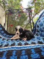 Male 3 (Dark Blue), a male Border Collie for sale in Baird, TX – 1 of 6