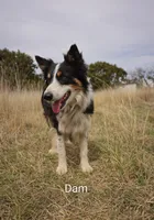 Male 3 (Dark Blue), a male Border Collie for sale in Baird, TX – 4 of 6