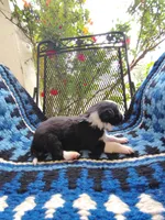 Male 3 (Dark Blue), a male Border Collie for sale in Baird, TX – 2 of 6
