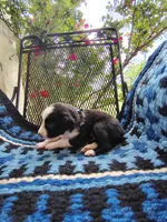 Male 3 (Dark Blue), a male Border Collie for sale in Baird, TX – 3 of 6