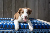 Red and White Male, a male Border Collie for sale in Baird, TX – 4 of 7